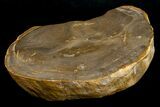 Petrified Wood End Cut - Queensland, Australia #6301-1